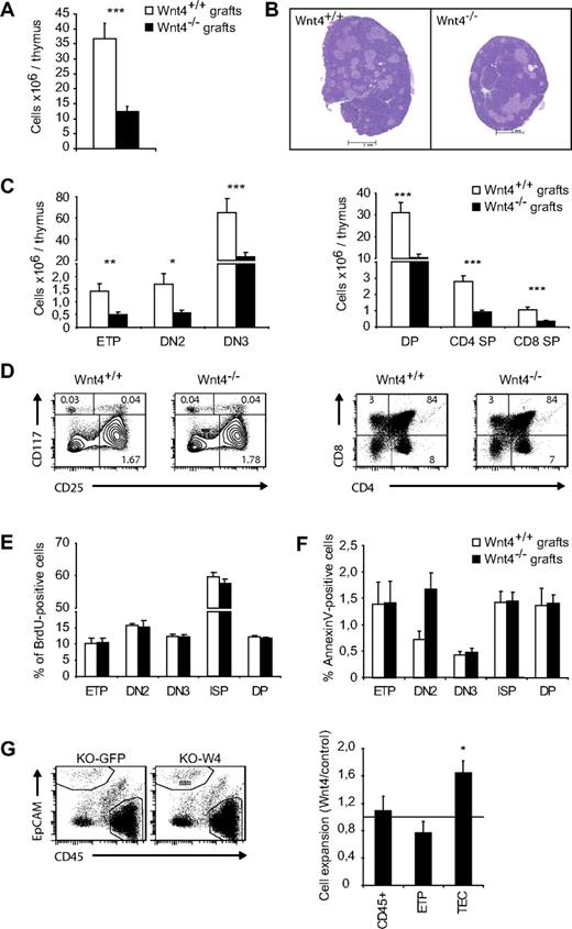 Figure 6. Wnt4-sufficiency in hematopoietic cells and extrathymic stromal cells does not rescue its absence in the thymic stroma. (A) Total thymic cellularity in Wnt4+/+ and Wnt4−/− grafts. (B) H&E-stained paraffin sections of Wnt4+/+ and Wnt4−/− thymic grafts. Original magnification ×40. (C) Numbers of thymocytes in Wnt4+/+ and Wnt4−/− grafts are depicted. (D) Representative flow cytometry data for cKit (CD117) and CD25 (gated on Linlo/neg cells for ETP, DN2, and DN3) and CD4/CD8 cell staining. The numbers within cytometry plots represent mean percentages of total. (E) Mice were injected intraperitoneally with 1 mg BrdU in PBS to provide a labeling pulse. Four hours later, thymic grafts were harvested, and BrdU uptake was detected with a BrdU flow kit (BD Biosciences Pharmingen). (F) Annexin V staining was performed to detect apoptotic T cells by flow cytometric analysis. (G) Representative flow cytometry data for Wnt4-overexpressing and control thymic aggregates (left panel). Graphs show the fold expansion of total CD45+ cells, CD25−cKithi (ETPs), and TECs in Wnt4 aggregates compared with controls (right panel). Histograms represent the mean ± SEM of 5-10 mice per group (*P < .05, **P < .01, ***P < .005).