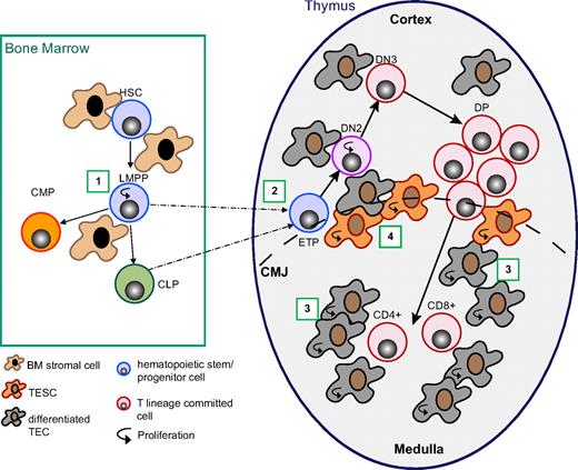 Figure 7. Wnt4 regulates thymopoiesis at multiple stages. Working model depicting the different levels of Wnt4 action on T-cell development. (1) Wnt4 in the BM increases lymphoid-primed multipotential progenitor (LMPP) survival in a paracrine manner.23,25 (2) Wnt4 facilitates ETP/DN2 expansion in a paracrine manner (Figures 2–3). (3) Wnt4 facilitates TEC expansion, in particular that of mTECs in the fetal and early postnatal period, probably in an autocrine manner (Figures 4–5). (4) Wnt4 is likely to increase the clonal expansion capacity of precursor TECs (Figures 4,6). HSC indicates hematopoietic stem cell; CLP, common lymphoid precursor; CMP, common myeloid precursor; TESC, thymic epithelial stem/progenitor cell; CMJ, corticomedullary junction.