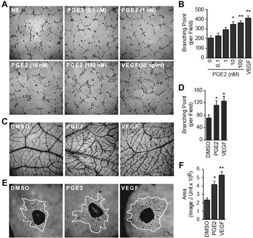 Figure 1. PGE2 promotes angiogenesis. (A-B) PGE2 promotes the in vitro tube formation. HMVECs were seeded on growth factor–reduced Matrigel-coated wells in the absence or presence of PGE2 or VEGF. The tube formation images at 50× magnification in the central field of the well were taken 6 hours later (A), and the branching points were counted with ImageJ software (National Institutes of Health). (B) Each point represents the mean ± SEM of 3 experiments performed in triplicate. (C-D) PGE2 promotes angiogenesis. Fertilized chicken eggs were incubated for 10 days, and CAMs were treated with PGE2 (1μM) or VEGF (100 ng/mL) twice per day for a total of 3 days. Blood vessel images at a 50× magnification were photographed (C), and branching points quantified with the ImageJ software (National Institutes of Health; D). The experiments were initiated with 12 eggs for each group and were culminated with 4-6 evaluable CAMs. Each point represents the mean ± SEM of 3 independent experiments. (E-F) PGE2 promotes aortic ring vessel outgrowth. Mouse thoracic aorta were sectioned into 1-mm rings and placed into growth factor–reduced Matrigel-coated wells. The rings were treated daily with PGE2 (100nM) or VEGF (50 ng/mL) for a total of 6 days, and 50× magnification images were recorded. The area of the cell outgrowth was quantified with the ImageJ (National Institutes of Health). (F) Two rings per aorta from a total of 4 aortas were used for each group, and the assay was repeated 3 times. Each point represents the mean ± SEM of 5 evaluable outgrowths. (B,D,F) *P < .05 and **P < .01 versus vehicle groups.