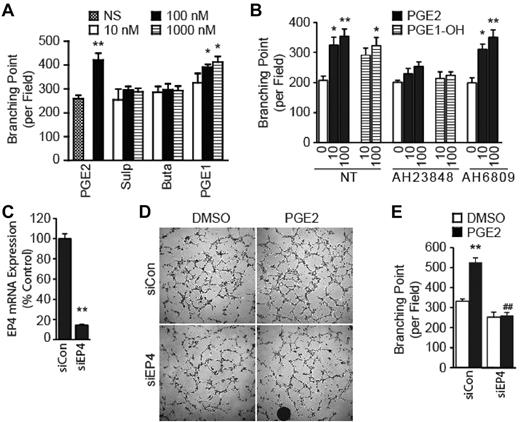 Figure 2. PGE2 promotes the tube formation by activating EP4. (A) Effect of EP agonists on the tube formation. HMVECs were stimulated with PGE2, sulprostone (Sulp), butaprost (Buta), or PGE1-OH (PGE1). Tubular networks were quantified with ImageJ software (National Institutes of Health). Each point represents the mean ± SEM of values obtained from 3 independent experiments performed in triplicate. (B) Effect of EP antagonists on the tube formation. HMVECs were treated with AH23848 or AH6809 in the presence or absence of PGE2 or PGE1-OH. Tubular networks were quantified with ImageJ software (National Institutes of Health). Each point represents the mean ± SEM of values obtained from 3 independent experiments performed in triplicate. (C) Knockdown of endogenous EP4 expression. HMVECs were transfected with control scrambled siRNA (siCon) or siRNA targeting EP4 (siEP4) and allowed to grow for 60 hours. Total RNA was extracted and subjected to quantitative real-time PCR to determine expression of the EP4 gene. Expression of EP4 gene in the siEP4 sample is presented as a fraction of that in the siCon sample. Each point represents the mean ± SEM of 3 independent experiments. (D) Knockdown of EP4 expression inhibits the PGE2-induced tube formation. Representative images were obtained after 78 hours of transfection with siRNA. (E) Quantification of the tube formation after EP4 knockdown. Each point represents the mean ± SEM of triplicate samples, and experiments were repeated 3 times. ##P < .01 versus corresponding treatment in the siCon group. (A-C,E) *P < .05 and **P < .01, in comparison to corresponding control groups.