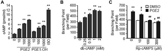 Figure 3. PGE2 induces angiogenesis via cAMP. (A) PGE2 and PGE1-OH treatment increases cAMP accumulation. HMVECs were treated with PGE2 (in nM), PGE1-OH (in nM), or isoproterenol (ISO; 1μM), and cAMP levels were determined with a cAMP enzyme immunoassay. Each point represents the mean ± SEM of triplicate samples, and experiments were repeated 3 times. (B) cAMP mimetic db-cAMP induces the tube formation. HMVECs were treated with db-cAMP for 6 hours followed by quantitation of branching points, as described. (C) cAMP competitive analog Rp-cAMPS inhibits the PGE2-induced tube formation. HMVECs were treated with Rp-cAMPS in the presence or absence of PGE2 (100nM) for 6 hours followed by quantitation of branching points. Each point represents the mean ± SEM of triplicate samples, and experiments were repeated 3 times. #P < .05 and ##P < .01 versus corresponding treatment in the control group. For all panels, *P < .05, **P < .01, compared with appropriate control group.