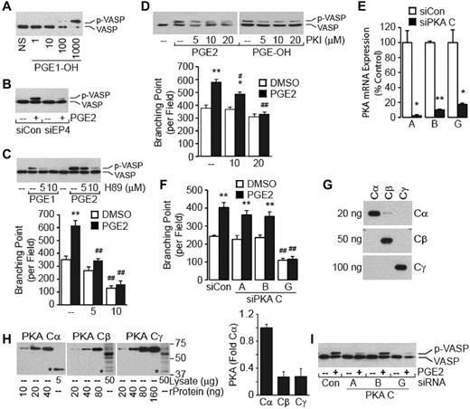 Figure 4. PGE2 induces angiogenesis through PKA. (A) PGE1-OH induces the VASP phosphorylation. HMVECs were stimulated with PGE1-OH (in nM) for 5 minutes. Cell monolayers were lysed and subjected to Western blot analysis with the use of anti-VASP Abs. Note that the phosphorylation of VASP retards its migration on SDS-PAGE. (B) Knockdown of EP4 attenuates the PGE2-induced VASP phosphorylation. Cells transiently transfected with siCon or siEP4 were treated with PGE2 (100nM) for 5 minutes and analyzed for VASP phosphorylation content as in panel A. Inhibition of PKA activity with H89 (C) or PKI (D) attenuates the prostaglandin-mediated VASP phosphorylation and tube formation. HMVECs were pretreated, or not, with PKA inhibitor H89 for 30 minutes (C) or PKI for 1 hour (D) followed by stimulation with PGE2 (100nM for H89 and 10nM for PKI) or PGE1-OH (100nM) for 5 minutes for the VASP phosphorylation (top) or 6 hours for the tube formation (bottom). Each point represents the mean ± SEM of values obtained from 3 experiments performed in triplicate. *P < .05, **P < .01, compared with corresponding vehicle sample; #P < .05, ##P < .01, compared with corresponding treatment sample. (E) Knockdown of PKA catalytic subunits. HMVECs were transiently transfected with siCon or siRNA targeting genes encoding the individual PKA catalytic subunits. Quantitative PCR analysis was performed 60 hours after transfection. *P < .05, **P < .01, compared with corresponding siCon sample. (F) Knockdown of PKA Cγ attenuates the PGE2-induced tube formation. Cells transfected with siCon or siRNA targeting gene encoding the individual PKA catalytic subunit for 72 hours were used for the tube formation assay. Each point represents the mean ± SEM of values obtained from 3 experiments performed in triplicate. **P < .01, compared with vehicle-treated samples; ##P < .01, compared with corresponding treatment samples. (G) Detection of PKA catalytic subunit proteins. Recombinant PKA Cα, Cβ, and Cγ GST-fusion proteins were subjected to Western blot analysis with the use of anti-Cα, anti-Cβ, or anti-Cγ Abs. Numbers on the left indicate loaded amount of each protein. (H) Expression of PKA catalytic subunit proteins in HMVECs. Recombinant PKA Cα, Cβ, and Cγ GST-fusion proteins were used as standards. Intensity of bands was determined with ImageJ (National Institutes of Health). Data are presented as fold change in expression of PKA catalytic subunit, where the value of Cα was arbitrarily assigned 1.0. Numbers on the right indicate molecular mass in kDa. The * denotes endogenous catalytic subunit protein. (I) Effect of knocking down expression of PKA catalytic subunits on PGE2-induced VASP phosphorylation as determined by Western blotting with the use of anti-VASP Abs.