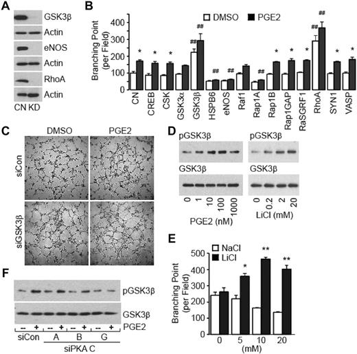Figure 5. PKA substrates mediate the PGE2 proangiogenic signal. (A) Knockdown efficiency of representative targets. HMVECs were transiently transfected with scrambled siRNA (CN) or siRNA targeting indicated genes (KD) and allowed to recover for 72 hours. Cell lysates were collected and analyzed by immunoblotting with the use of the corresponding Abs. (B) Quantitation of HMVEC tube formation. HMVECs transfected with siRNA corresponding to the indicated gene or scramble siRNA for 72 hours were seeded into growth factor–reduced Matrigel in the presence of vehicle DMSO or PGE2 (100nM) for 6 hours, followed by counting the branching points, as described. The branching points of the tubular network of cells transfected with scramble siRNA and treated with DMSO were set to 100. All other branching point counts are presented as the fraction of this control value. Each point represents the mean ± SEM of values obtained from 3 experiments performed in triplicate. *P < .05, compared with vehicle in the control group; ##P < .01, compared with corresponding treatment in the control group. (C) Representative images depicting tube formation of HMVECs transfected with siRNA targeting GSK3β (siGSK3β) or scrambled siRNA (siCon) after treatment, or not, with PGE2 (100nM) for 6 hours. (D) PGE2 promotes the dose-dependent GSK3β phosphorylation. HMVECs were treated with PGE2 (in nM) for 5 minutes (left) or LiCl (in mM) for 5 minutes (right). Cell lysates were analyzed by Western blotting with the use of phospho-Ser9 or total GSK3β Abs. (E) LiCl promotes the HMVEC tube formation. HMVECs were subjected to tube formation assay in the presence of LiCl or NaCl (both in mM) for 6 hours, followed by measurement of branching points of the tubular network, as described. Each point represents the mean ± SEM of values obtained from 3 experiments performed in triplicate. *P < .05, **P < .01, compared with NaCl group. (F) Knockdown of PKA Cγ attenuates PGE2-induced GSK3β phosphorylation. HMVECs transfected with siCon or siPKA that targeted individual catalytic subunits were stimulated, or not, with PGE2 (100nM) for 5 minutes, and cell lysates were subjected to Western blot analysis with the use of anti–phospho-Ser9 (top) or total (bottom) GSK3β Abs.
