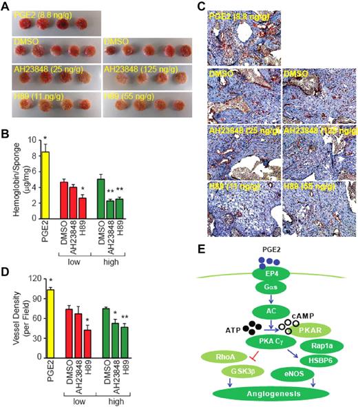 Figure 6. EP4 and PKA mediate the in vivo angiogenesis. (A) Images of polyvinyl acetal sponges harvested from mice. The sponges were implanted in the flank of C57BL/6 mice and injected with PGE2 (8.8 ng/g body weight), AH23848 (25 or 125 ng/g body weight), or H89 (11 or 55 ng/g body weight) every 2 days for 2 weeks. (B) Hemoglobin content in the sponges as determined with the Drabkin reagent. Each point represents the mean ± SEM of values obtained from 4 to 5 sponges. *P < .05, **P < .01, compared with corresponding vehicle group. Low, AH23848 (25 ng/g body weight) and H89 (11 ng/g body weight) and high, AH23848 (125 ng/g body weight) and H89 (55 ng/g body weight), groups. (C) Expression of CD31+ cells by immunohistochemistry. Harvested sponges were sectioned and stained with the endothelial cell marker CD31 Ab. Sections were counterstained with hematoxylin to visualize nuclei. (D) Blood vessel density in harvested sponges as quantitated by counting red-staining–positive cells or cell clusters. Three 200× magnification fields containing the most prominent hotspots were counted for each section. Each point represents the mean ± SEM of values obtained from 4 to 5 sponges. *P < .05, **P < .01, compared with corresponding vehicle group. Low, AH23848 (25 ng/g body weight) and H89 (11 ng/g body weight) and high, AH23848 (125 ng/g body weight) and H89 (55 ng/g body weight), groups. (E) Schematic presentation of PGE2-induced angiogenic signal in HMVECs (see text for details).