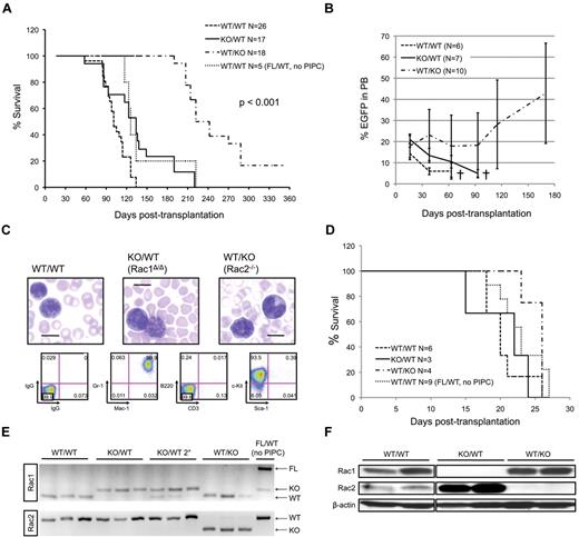 Figure 1. Rac2 is important during development of MA9 leukemia. (A) Survival curve comparing mice transplanted with CreTg+/WT (WT/WT), CreTg+/ Rac1flox/flox (FL/WT), and CreTg+ /Rac2−/− (WT/KO) LDBM cells expressing REW-EGFP-MA9 via retroviral transduction. Rac1 floxed genomic sequences were deleted by treating mice with PIPC (KO/WT). WT/WT and KO/WT mice uniformly developed leukemia and died with median latencies of 3 to 5 months. Recipients of WT/KO LDBM cells expressing MA9 survived significantly longer (P < .001), in some cases > 350 days after transplantation. (B) Percentage of EGFP+ cells in the PB was monitored monthly by FACS analysis beginning 15 days after transplantation. All groups showed sustained engraftment of MA9-expressing cells throughout the study. An abrupt rise in EGFP percentage was uniformly seen at time of death from leukemia in all groups (not plotted). (C) Each genotype gave rise to identical end-stage AML. Peripheral blasts demonstrate myelomonocytic morphology on Wright-Giemsa staining. Scale bars represent 10 μm. EGFP+ cells in BM, spleen, and PB were Gr1+/Mac1+/CD3−/B220−/Sca1−/cKit+. Shown is representative FACS analysis of a WT/WT BM specimen. (D) Survival curve comparing secondary recipients of MA9 leukemia cells from each group showed similar latency. (E) PCR genotyping confirmed deletion of Rac1 or Rac2. Genotyping of sublethally-irradiated secondary recipients of KO/WT MA9 tumors (KO/WT 2°) reveals the Rac1 deletion band in addition to host WT cells, but no residual FL/WT MA9 cells. Each lane represents a different tumor. (F) Knockout of Rac1 or Rac2 was also confirmed by immunoblot. KO/WT tumors demonstrated a compensatory increase in Rac2 expression. Each lane represents a distinct tumor. Images were taken from the same membrane under identical exposure conditions.