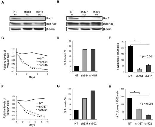 Figure 2. Deficiency of Rac1 or Rac2 impairs MA9 leukemia maintenance in vitro. Western blot analysis demonstrated efficiency of lentiviral knockdown of Rac1 (A) and Rac2 (B) in murine LDBM. Band densitometry is normalized to β-actin and NT control. Knockdown of Rac1 (C) or Rac2 (F) in the fully transformed murine MA9 leukemia inhibits in vitro growth as shown by loss of Venus+ cells over time. Venus+ percentage was normalized to analysis day 0 (= day 4 after transduction). Rac1 (D) or Rac2 (G) knockdown induces apoptosis in MA9 cells as shown by annexin V/7-AAD staining. Rac1 (E) or Rac2 (H) knockdown causes loss of colony-forming MA9 cells. All figures are representative of 3-5 independent experiments.
