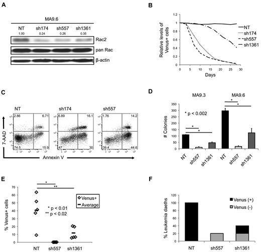 Figure 3. Human MA9 cells depend on Rac2 for growth and survival. (A) Western blot analysis of Rac2 knockdown efficiency using 3 shRNA sequences. Band densitometry is normalized to β-actin and NT control. (B) Cells were sorted for Venus+ cells on day 3 after transduction. Venus+ percentage was normalized to day 0 postsort. Plot is representative of 3 independent experiments using 2 different cell lines. (C) Lentiviral knockdown of Rac2 in MA9 cells induces apoptosis as shown by annexin V/7-AAD staining. Data are representative of 4 independent experiments. (D) Rac2 deficient MA9 cells exhibit decreased colony-forming ability in methylcellulose. Cells (10 000) were plated in triplicate and average colony count is shown from a representative of 4 separate experiments. (E) MA9 cells expressing Rac2 shRNA fail to expand in vivo. After lentiviral transduction, 12 500-20 000 FACS sorted Venus+ cells were injected intravenously into sublethally-irradiated NSS mice. Venus+ cell engraftment was measured by FACS analysis of BM aspirates at week 16. (F) Knockdown of Rac2 prevented leukemia deaths in a xenograft model. All NT control MA9 cell recipients died of Venus+ leukemia, whereas only 1 Venus+ MA9 leukemia death was seen in the knockdown groups. Two mice from the Rac2 knockdown groups died from Venus-negative MA9 AML, despite these cells representing < 2% of transplanted cells.