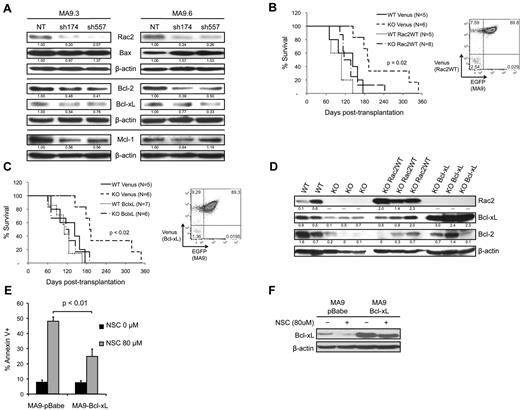 Figure 4. Rac2 or Bcl-xL expression rescues the effects of Rac2 deficiency in MA9 cells. (A) Western blot analysis of 2 MA9 cell lines demonstrates variably decreased expression of Bcl-xL, Bcl-2, and Mcl-1 on knockdown of Rac2. Band densitometry was normalized to β-actin and NT control. Wild-type Rac2 (B) or Bcl-xL (C) rescues MA9 leukemogenesis in Rac2 KO cells. LDBM was harvested from Rac2 KO mice with C57/Bl6 mice as wild-type control, then transduced with retroviral vector expressing MA9-EGFP and a second virus expressing empty vector control (Venus), wild-type Rac2 allele (Rac2WT), or Bcl-xL. MA9 leukemia development in both the KO Rac2WT and KO Bcl-xL groups was statistically identical to WT Venus control (P = .96 and P = .92, respectively) and accelerated in comparison to the KO Venus group (P = .02 and P < .02, respectively). FACS analysis of BM specimens from the KO groups demonstrated coexpression of Rac2WT (B) or Bcl-xL (C) and MA9 (x-axis) in all tumors. (D) Western blot analysis of Rac2, Bcl-xL, and Bcl-2 in MA9 tumors from the different groups. Each lane represents a distinct tumor. Band densitometry was normalized to β-actin. (E) Control MA9 cells and those expressing ectopic Bcl-xL were treated with the Rac inhibitor, NSC23766. Significantly fewer annexin V+ cells were seen in MA9 + Bcl-xL lines compared with MA9 + pBabe control lines. The average with SD of 3-5 experiments is shown. (F) Western blot confirmed overexpression of Bcl-xL. NSC23766 treatment decreased Bcl-xL expression in both control pBabe and Bcl-xL transduced MA9 cells, implicating a role for Rac in posttranscriptional regulation of Bcl-xL.