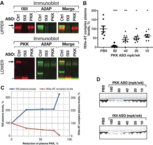 Figure 2. Effect of PKK and fXII ASOs on PKK and fXII activation in vivo. Pooled plasma samples from PKK, fXII or Control (Ctrl) ASO treated male C57BL/6 mice (3 weeks at 80 mg/kg/wk dose, n = 8 per treatment group) were subjected to 2-color immunoblot analysis of PKK (A, bottom row, shown in red) and fXII (A, top row, shown in red) complexes with α2-antiplasmin (A2AP, shown in green). PKK (A, bottom row) and fXII (A, top row) proteins are marked by asterisks. Complexes of PKK (A, bottom row) or fXII (A, top row) with A2AP are stained by both antibodies and are marked by arrows. Pooled plasma samples from PKK or fXII ASO treated male C57BL/6 mice (3 weeks at indicated dose, n = 8 per treatment group) were subjected to immunoblot analysis of kallikrein heavy chain levels (D). fXIIa complexes with antithrombin (AT) were analyzed in plasma samples from PKK and fXII ASO treated male C57BL/6 mice (3 weeks at indicated dose, n = 8 per treatment group) by ELISA (B). Mean values of fXIIa-AT complex levels and fXII plasma protein levels were plotted against PKK protein inhibition for the direct comparison (C). *P ≤ .05, **P ≤ .01 and ***P ≤ .001 compared with untreated control.