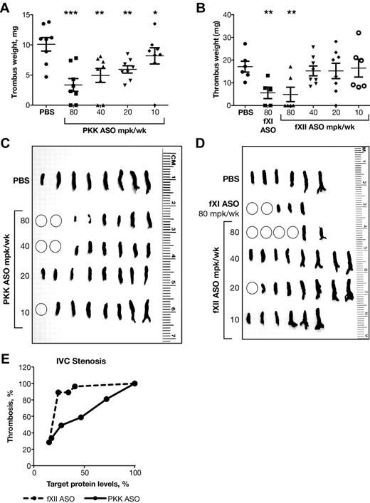 Figure 4. Effect of PKK and fXII ASOs on stenosis-induced inferior vena cava thrombosis. Male BALB/c mice were treated subcutaneously with PKK or fXII ASO for 3 weeks at indicated doses (n = 6-8 per treatment group). Vena cava thrombosis was induced by combination of reduced blood flow with minor endothelial damage. Twenty-four hours after thrombosis induction thrombi were collected, fixed in formalin, weighed (A-B) and photographed (C-D). Thrombus weight relative to PBS control mice was calculated (A-B). FXI ASO was used as a reference antithrombotic drug (B,D). Comparison of effects of PKK and fXII protein inhibition in stenosis-induced vena cava (IVC) thrombosis (E). *P ≤ .05, **P ≤ .01 and ***P ≤ .001 compared with untreated control.