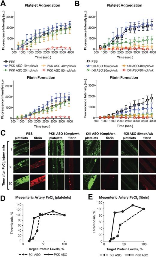 Figure 5. Antithrombotic effect of PKK and fXII ASO treatments in mouse model of FeCl3-induced mesenteric artery thrombosis. Male Swiss Webster mice were treated with either PKK (A) or fXII (B) ASO at indicated doses administered subcutaneously for 3 weeks (n = 6-8 per treatment group). Mesenteric artery thrombosis was induced by a 3 minute exposure of the mesenteric vein to a 6% FeCl3 solution. Platelets were labeled through subcutaneous injection of Rhodamine-6G and fibrin was labeled through intravenous injection of Alexa 647–conjugated anti-fibrinogen antibody. Continuous recording of venous thrombus formation by confocal intravital microscopy (confocal-IVM) was done for a total period of 70 minutes. Normalized integral intensity for each of 2 channels (fibrin and platelet detection) was plotted against time. Intensities for control group are shown in black, 10 mg/kg/wk dose of PKK and fXII ASOs are shown in blue, 20 mg/kg/wk dose in green, 40 mg/kg/wk dose in yellow, and 80 mg/kg/wk dose in red. Platelet and fibrin content of formed thrombi in the vena cava in different treatment groups at different time points is shown in panel C. Comparison of effects of PKK and fXII protein inhibition in FeCl3-induced platelet aggregation (D) and fibrin accumulation (E) in mesenteric artery. *P ≤ .05, **P ≤ .01 and ***P ≤ .001 compared with untreated control.