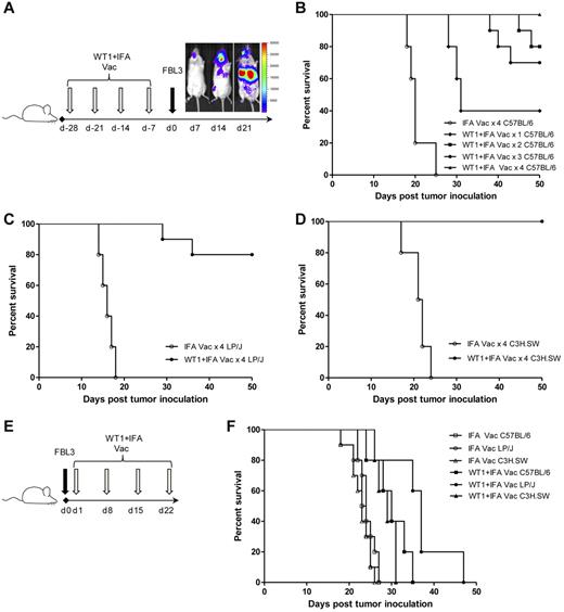 Figure 1. WT1 peptide vaccination is protective but not therapeutic against tumor challenge. (A) Prophylactic vaccination scheme. One to 4 subcutaneous vaccinations of 100 ug of WT1 peptide and 100 uL of Incomplete Freund's Adjuvant (IFA) or 100 uL of IFA alone were administered weekly before intravenous tumor challenge with 1 × 105 FBL3 cells on day 0. Representative bioluminescence demonstrates disseminated tumor by 14 days after tumor inoculation in unvaccinated mice. (B) Survival of C57BL/6 mice after tumor challenge and 4 weekly vaccinations with IFA alone (○) compared with 1 (♦, P = .002), 2 (■, P < .001), 3 (●, P < .001), or 4 vaccinations (▴, P < .001) with WT1 peptide and IFA (n = 10 mice per group). (C-D) Survival of LP/J and C3H.SW mice after 4 weekly vaccinations with IFA alone (○), or WT1 peptide and IFA (●) before tumor challenge (C, LP/J P < .001; D, C3H.SW P < .001). (E) Therapeutic vaccination scheme. Subcutaneous vaccinations of 100 ug of WT1 peptide and 100 uL of IFA or 100 uL of IFA alone were administered weekly starting 24 hours after intravenous inoculation of 1 × 105 FBL3 cells on day 0. (F) Survival of C57BL/6, C3H.SW, or LP/J mice after intravenous inoculation with 1 × 105 FBL3 cells on day 0 and vaccination on day 1, 8, 15, and 22 with WT1 peptide and IFA (closed symbols) or with IFA alone (open symbols; C57BL/6, ■ vs □, P < .001; C3H.SW, ▴ vs Δ, P < .001; LP/J, ● vs ○, P < .001). There were 10 mice per group in all experiments with survival monitored at least every other day.