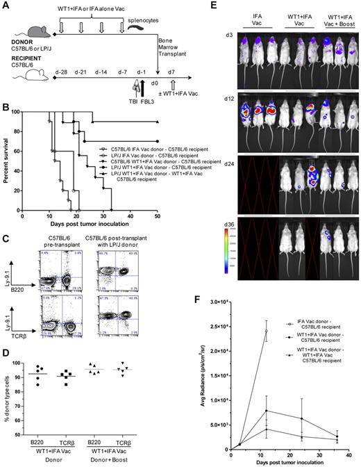 Figure 3. Donor WT1 peptide vaccination combined with allogeneic BMT enhances antileukemic activity against FBL3. (A) Vaccination and bone marrow transplant scheme. 4 subcutaneous vaccinations of 100ug of WT1 peptide and 100uL of IFA or 100uL of IFA alone were administered weekly to C57BL/6 or LP/J donors before isolation and transfer of 2 × 107 splenocytes into lethally irradiated C57BL/6 recipients. All recipients were given also 5 × 106 T-cell depleted bone marrow cells from IFA vaccinated donors. Recipients received 5 × 102 FBL3 tumor cells intravenously 6 hours after lethal radiation and 24 hours before intravenous transfer of donor cells. Seven days after cell transfer one group of recipients received a vaccine “boost” with WT1 peptide and IFA. (B) Survival after vaccination with WT1 peptide and IFA (closed symbols) compared with IFA alone (open symbols) after syngeneic, concomitant observed controls (C57BL/6→C57BL/6, ▾ vs ▿, P < .001) or allogeneic (LP/J→C57BL/6, ● vs ○, P < .001; ▾ vs ●, P < .001) bone marrow and splenocyte transplantation (n = 10 mice per group). Some recipients were given a vaccine boost (LP/J→C57BL/6, ▴ vs ●, P = .239). (C) PBLs were isolated from C57BL/6 controls or 28 days after transplantation of C57BL/6 recipients with LP/J donor cells and assayed for staining for donor marker Ly9.1 versus TCRβ or versus B220. Left panels show representative normal control C57BL/6 mice and right panels show C57BL/6 recipients of LP/J donor transplants. (D) Plots are mean percentages of donor type cells among T cells of 5 mice per group. (E-F) Representative images of 3 mice per group and bioluminescence intensity (mean ± SE for groups starting with 10 mice per group) of albino C57BL/6 recipients at 3, 12, 24, and 36 days after bone marrow and splenocyte transplantation from IFA alone vaccinated (○) or WT1 peptide + IFA vaccinated LP/J donors with (▴) or without vaccine “boost” (●; ○ vs ● at day 12, P < .001). Blank images represent death of recipients.