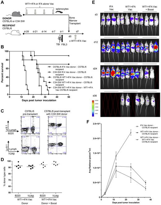 Figure 4. Donor WT1 peptide vaccination enhances graft-versus-tumor activity of the minor-mismatch C3H.SW→C57BL/6 bone marrow transplant model. (A) Vaccination and bone marrow transplant scheme was the same as in Figure 3A except that C3H.SW donors were used instead of LP/J donors. (B) Survival after vaccination with WT1 peptide and IFA (closed symbols) compared with IFA alone (open symbols) after syngeneic, concomitant observed controls (C57BL/6→C57BL/6, ▾ vs ▿, P < .001) or allogeneic (C3H.SW→C57BL/6, ● vs ○, P < .001; ▾ vs ●, P < .001) bone marrow and splenocyte transplantation (n = 10 mice per group). Some recipients were given a vaccine boost (C3H.SW→C57BL/6, ▴ vs ●, P = .265). (C) PBLs were isolated from C57BL/6 controls or 28 days after transplantation of C57BL/6 recipients with C3H.SW donor cells and assayed for staining for donor marker Ly9.1 versus TCRβ or versus B220. Left panels show representative normal control C57BL/6 mice and right panels show C57BL/6 recipients of C3H.SW donor transplants. (D) Plots are mean percentages of donor type cells among T cells of 5 mice per group. (E-F) Representative images of 4 mice per group and bioluminescence intensity (mean ± SE for groups starting with 10 mice per group) of albino C57BL/6 recipients at 3, 12, 24, and 36 days after bone marrow and splenocyte transplantation from IFA alone vaccinated (○) or WT1 peptide + IFA vaccinated C3H.SW donors with (▴) or without vaccine “boost” (●; ○ vs ● at day 24, P < .001). Blank images represent death of recipients.