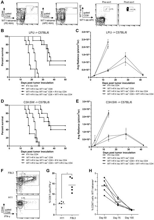Figure 6. WT1-tetramer+ CD8+ T cells from WT1-vaccinated donors provide attenuated antileukemia activity against FBL3, and require CD4+ T cells for potent activity. Donor vaccination scheme was the same as in Figure 5A. (A) Representative analysis of WT-1–specific CD8 T cells from vaccinated donors that were identified and sorted based on 2-color positive staining for 2 WT1-tetramers and for CD44 expression. CD44hiWT1-tetramer+ CD8 T cells were injected with or without CD4 T cells into irradiated C57BL/6 recipients. (B-D) Survival after allogeneic (B) LP/J→C57BL/6 and (D) C3H.SW→C57BL/6 transplantation (n = 10 mice per group) with 6 × 106 CD4 T cells from IFA alone vaccinated donors (□), 1 × 105 WT1-tetramer+ CD8+ T cells from WT1 peptide and IFA vaccinated donors (●), combination of 1 × 105 WT1-tetramer+ CD8 T cells and 6 × 106 CD4 T cells both from WT1 peptide and IFA vaccinated donors (▴; ▴ vs ●, B, P < .001, D, P < .001) and combination of 1 × 105 WT1-tetramer+ CD8 T cells from WT1 peptide and IFA vaccinated donors and 6 × 106 CD4 T cells from IFA alone vaccinated donors (■; ■ vs ●, B, P < .001; D, P < .001). (C-E) Bioluminescence intensity(mean ± SE) of only surviving mice at each imaging time point in panels B and D (■ vs ●, C, P < .001; E, P < .001 at day 14). (F) PBLs from recipient C57BL/6 mice were isolated 28 days after cell transfer of 1 × 105 WT1-tetramer+ CD8+ T cells from WT1 peptide and IFA vaccinated donors and 6 × 106 CD4 T cells from IFA alone vaccinated donors (group ■ in panel D). Representative flow cytometry plots show percent of gated CD8+ T cells staining positively for CD44 and intracellular IFN-γ (box) after 24-hour coculture with irradiated FBL3 tumor cells or H11 tumor cells (negative control). (G) Means are of 5 mice per group (*P < .001). (H) PBLs from 5 recipient C57BL/6 mice from pilot and validation experiments, were isolated 50, 75, and 100 days after cell transfer of 1 × 105 WT1-tetramer+ CD8+ T cells from WT1 peptide and IFA vaccinated donors and 6 × 106 CD4 T cells from IFA alone vaccinated donors (group ■ in Figure 6D), and assayed for percent WT1-tetramer+ CD8+ T cells (means denoted by bars at day 50, 75, and 100 = 3.5%, 1.5%, and 0.56%, respectively).