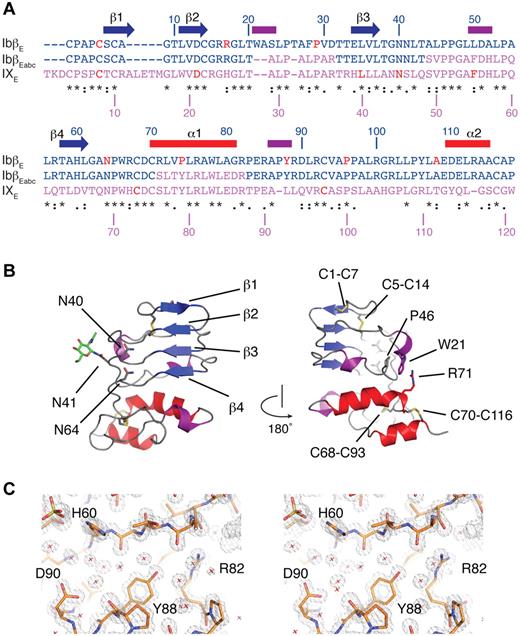 Figure 1. The crystal structure of GPIbβ ectodomain (GPIbβE). (A) Sequence alignment of GPIbβE (blue), GPIXE (purple), and GPIbβEabc (blue and purple) with respective residue numbers for GPIbβE and GPIX marked on the top and bottom. Elements of secondary structure in GPIbβE are shown on top and colored as in panel B. Residues affected by BSS missense mutations are in red. Three stretches of the GPIXE sequence that are included in GPIbβEabc are shown in purple. (B) Two orientations are shown of a ribbon diagram of the GPIbβE structure viewed from the concave face (left), with β-strands labeled in blue, α-helices in red, 310 helices in purple, and loop regions in gray. Asn residues 40, 41, and 64 are shown as stick, and a single residue from the N-linked oligosaccharide attached to Asn41 is also shown in green. The diagram on the right is rotated 180 degrees with side chains in the inter-LRR cap cation-π interaction shown as stick. (C) Refined 1.25-Å electron density, calculated with 2Fo-Fc coefficients and contoured at 1.5 rms.