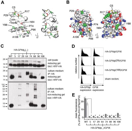 Figure 2. BSS mutations in GPIbβE disrupt expression and assembly of GPIb-IX complex by different mechanisms. (A) Two views of the GPIbβE structure are shown as a ribbon diagram related by a 90-degree rotation. Residues affected by BSS missense mutations are highlighted as stick and colored green for being solvent accessible and red for buried. (B) Space-filling representation of the GPIbβE structure, showing the concave (left) and convex (right) faces. Main chain atoms are colored white, and residues affected by BSS mutations are colored green. (C) SDS gels showing differential effects of BSS mutations on expression (top), secretion (middle), and folding (bottom) of GPIbβE expressed from transfected CHO cells. Each mutation is identified by the residue number. The HA epitope tag was appended to the N-terminal end of GPIbβE for easy detection. Immunoprecipitation was performed with anti-HA monoclonal Ab and immunoblotting with HRP-conjugated anti-HA monoclonal Ab (HRP-HA). Molecular weight markers are marked on the left of each gel. (D) Sample flow cytometric histograms showing the effects of selected BSS mutations on surface expression levels of HA-tagged full-length GPIbβ (HA-GPIbβ) and GPIX (GPIX) that are coexpressed transiently in CHO cells. (E) Relative surface expression levels of HA-GPIbβ (gray column) and GPIX (white column) in transfected CHO cells. The surface expression levels were measured by flow cytometry and quantified as mean fluorescence intensity, which were normalized with expression levels in cells transfected with wild-type GPIb-IX (GPIbα/HA-GPIbβ/GPIX) being 100% and those in cells transfected with sham vectors 0%.17 The data are presented as mean ± SD (n = 3). *P < .001.