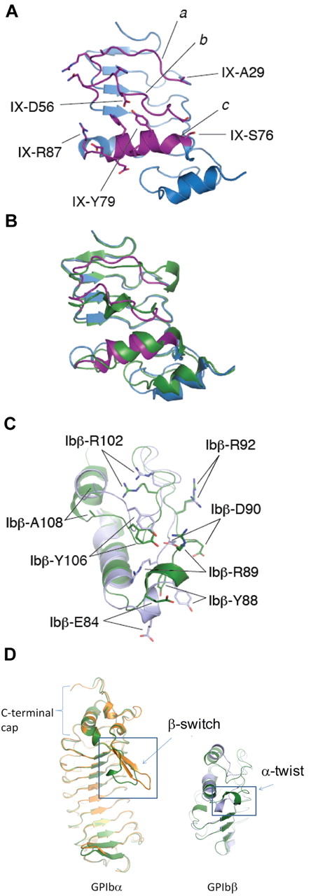 Figure 3. The crystal structure of GPIbβEabc and its comparison with GPIbβE. (A) A ribbon diagram of the GPIbβEabc structure, showing the grafted GPIX convex loops (magenta) in front. Residues derived from GPIbβE are colored in blue. Side chains of several residues are shown in stick and labeled. GPIX-Ala29 and GPIX-Ser76 correspond to GPIbβ-Trp21 and GPIbβ-Arg71, respectively. (B) Superposition of GPIbβE (green) and GPIbβEabc (blue/magenta) structures. (C) A close-up view of the conformational difference in the C-terminal cap region between GPIbβE (green) and GPIbβEabc (blue) structures. The locations of several side chains in both structures are marked. (D) Topology diagrams of ligand-free (green) and ligand-bound structures in orange for GPIbα and blue for GPIbβ. The observed conformational change occurs in a topologically equivalent loop (boxed) and in each case involves unwinding of a helix for GPIbα (R-loop) and GPIbβ (loop containing residue Trp88) on engaging ligand; VWF-A1 or GPIX, respectively.