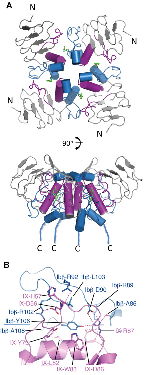 Figure 4. The tetramer structure of GPIbβEabc shows a binding interface between GPIbβE-derived C-terminal cap region and GPIXE-derived convex loops. (A) Cartoon diagram showing 2 views of the GPIbβEabc tetramer structure related by a 90-degree rotation. The N-termini (N) of the molecules are at the peripheral of the tetramer, and the C-termini (C) are all located in proximity at the bottom of the lower panel. Sequences derived from GPIbβE are colored in blue and those derived from GPIXE in magenta. The side chain of GPIbβ-Tyr106 at each interface is shown in green as stick. (B) A close-up view of the interface between 2 GPIbβEabc molecules (GPIbβE-derived residues in blue and GPIXE-derived residues in magenta). Interacting side chains are labeled and colored accordingly, and underlined residues were subject to mutagenesis.