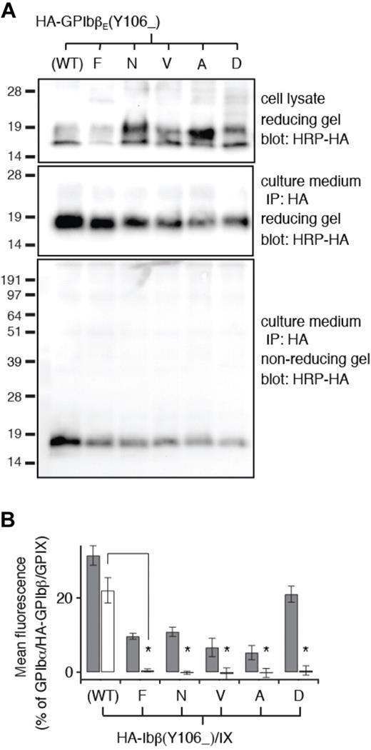 Figure 5. Tyr106 mutations do not disrupt secretion and folding of GPIbβE but disrupt its interaction with GPIXE. (A) SDS gels showing the lack of disruptive effects of Tyr106 mutations on expression, secretion, and folding of GPIbβE expressed from transfected CHO cells. The identity of each Tyr106 mutation is marked on top of the gels. The other annotations follow those of Figure 2C. (B) Relative surface expression levels of HA-GPIbβ (gray column) and GPIX (white column) in transfected CHO cells measured by flow cytometry. The annotations follow those of Figure 2E. Note that none of the Tyr106 mutations retain the ability of wild-type HA-GPIbβ to enhance surface expression of GPIX. The data are presented as mean ± SD (n = 3). *P < .001.