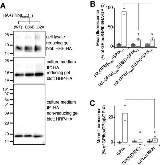 Figure 6. GPIXE convex loops participate in direct interaction with GPIbβE in the full-length complex. (A) SDS gels showing the lack of disruptive effects of the L82A or D86E mutation on expression, secretion, and folding of HA-GPIbβEabc. Residue numbers of both mutations are in the context of GPIX. The other annotations follow those of Figure 2C. (B) Relative surface expression levels of HA-GPIbβEabc-GPIXTC, either wild-type or containing the indicated mutation, in the absence (gray column) or presence (white column) of coexpressing GPIbβ in transfected CHO cells. HA-GPIbβEabc-GPIXTC is a protein that contains N-terminally HA-tagged GPIbβEabc and GPIX TM and cytoplasmic domains.16 The expression level was measured by flow cytometry with the use of anti-HA mAb and quantified as mean fluorescence intensity, which was normalized with that in cells transfected with wild-type GPIb-IX (GPIbα/GPIbβ/HA-GPIX) being 100% and those in cells transfected with sham vectors 0%.16 Note that the enhancement of HA-GPIbβEabc-GPIXTC surface expression by GPIbβ is significantly diminished by both mutations. The data are presented as mean ± SD (n = 4). *P < .01. (C) Relative surface expression levels of GPIX, either wild-type or containing the indicated mutation, in the absence (gray column) or presence (white column) of coexpressing GPIbβ in transfected CHO cells. GPIX surface expression level was measured by flow cytometry with the use of anti-GPIX mAb FMC25 and analyzed as described above (n = 3).