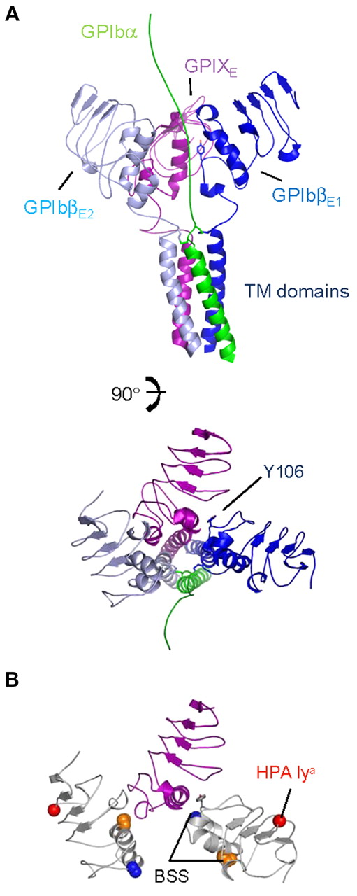 Figure 7. A schematic model for the membrane-proximal portion of the GPIb-IX complex. (A) Cartoon diagrams related by a 90-degree rotation showing the GPIbα chain TM domain (in green) extending toward the N-terminus (top), GPIbβ ectodomain and TM domain (in sky blue and dark blue), and GPIX ectodomain and TM domain (in purple). Tyr106 from GPIbβ1 is shown as stick along with interchain disulphides. (B) Same view as panel A, except without TM domains. GPIbβ is colored white, showing residues affected by BSS and human platelet-specific alloantigen (HPA) mutations. Side chains of GPIbβ residues Ala108 (blue), Pro74 (orange), and Gly15 (red) are shown in space-filling mode; Tyr106 is shown as stick (gray).