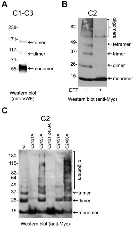 Figure 4. Oligomerization of the VWF C2 domain is mediated by the Cys2431-Cys2453 and Cys2451-Cys2468 disulfides/dithiols. (A) The VWF C1-C3 fragment was expressed in mammalian HEK cells and purified from the conditioned medium. The fragment was resolved on SDS-PAGE and blotted with anti-VWF polyclonal Abs. The fragment was present as monomers, dimers, and trimers. (B) The Myc-tagged VWF C2 fragment was expressed in mammalian HEK cells and purified from the conditioned medium. The fragments were resolved on SDS-PAGE and blotted with anti-Myc Abs. The C2 domain was present as monomers, dimers, trimers, tetramers, and higher-order oligomers. The C2 domain multimers were disulfide-linked, because they resolved to monomers on incubation with DTT. (C) Wild-type or mutants of the Cys2431-Cys2453 and Cys2451-Cys2468 disulfide bonds of the Myc-tagged C2 fragment were expressed in mammalian HEK cells, purified from the conditioned medium, resolved on SDS-PAGE, and blotted with anti-Myc Abs. The wild-type C2 fragment was present as monomers, dimers, trimers, and higher-order oligomers. The C2431A and C2431A,C2453A C2 mutants were only present as monomers, the Cys2451A mutant only as monomers and dimers, whereas the C2453A and C2468A mutants demonstrated enhanced oligomerization.