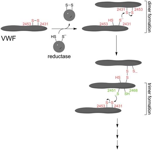 Figure 5. Proposed mechanism of lateral association of VWF. The Cys2431-Cys2453 disulfide bond in the C2 domain (shown in red) is reduced by a reductase in blood or in the injured vascular wall. The Cys2431 thiolate anion (present as a certain percentage of all thiols by action of the buffer) attacks the Cys2431 sulfur atom of the Cys2431-Cys2453 disulfide bond of another VWF molecule resulting in a disulfide-linked VWF lateral dimer. A VWF trimer may be formed when the Cys2451 thiolate anion (shown in green) of one of the VWF molecules in the dimer attacks the Cys2431 sulfur atom of the Cys2431-Cys2453 disulfide bond of a third VWF molecule. Higher-order oligomers of VWF may be formed by the addition of other molecules by the same reaction.