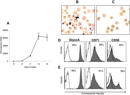 Figure 1. Expansion and differentiation of cRBCs. (A) Amplification of human CD34+ cells obtained by G-CSF–mobilized LK. Results are expressed as the mean ± SD (n = 9). (B) NMB staining from cRBC and (C) from native reticulocytes (original magnification ×50). (D) Flow cytometric analysis of one representative experiment from 9 independent experiences: expression of glycophorin A-PE, CD71-PE, and CD36-FITC from cRBC and (E) from native reticulocytes. Solid histograms represent relevant mAbs and open ones negative controls with irrelevant mAbs.