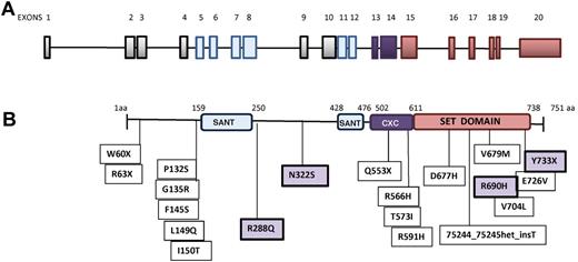 Figure 1. EZH2 schematic structure and localization of mutations. (A) Representation of EZH2 exons. Blue and purple bars correspond to exons encoding the SANT_DNA–binding domain and the SET domain, respectively. (B) Domain structure of EZH2 and positions of mutations carried by subjects. Missense mutations highlighted in the violet boxes (R288Q, N322S, R690H, and Y733X) have been described previously.15,42