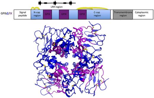 McEwan et al used an innovative chimeric protein approach to obtain structural information on the GPIbβ-GPIX association in the GPIb-IX-V complex.1 The top panel shows a schematic diagram of the sequence of GPIbβ, with the portion of GPIbβ used for structural analysis shown in blue. The GPIX sequences grafted into the GPIbβ scaffold in the GPIbβ/IX chimera are shown in magenta. Disulfide bridges are indicted by yellow arcs, and elements of secondary structure in the solenoid repeat region are indicated above the diagram (arrows for β-strands, boxes for 310 helices). The bottom panel shows 4 protein chains from the crystal of the GPIbβ (blue)/IX (magenta) chimera in cartoon representation, highlighting the side chains of interface residues and disulfide bridges (yellow) in stick representation.