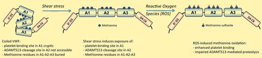 Shear stress–induced unfolding of VWF exposes buried, oxidation-sensitive methionine residues. Indicated are methionine residues in the A1 (M1303, M1304, M1385), A2 (M1495, M1521, M1606), and A3 (M1761, M1860) domains of VWF that are susceptible to oxidation. Except for M1495, their conversion into methionine sulfoxide proceeds much more efficient following shear stress–induced unfolding of the molecule, as they are buried in the coiled VWF conformation. Methionine oxidation results in enhanced platelet binding and reduced ADAMTS13-mediated proteolysis.1