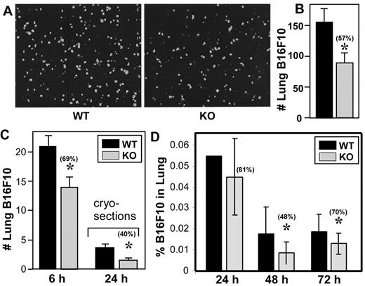 Figure 2. Host CD151 affects lung localization. (A) Representative photos of fluorescent B16F10 cells (labeled with BCECF-AM) in lungs 6 hours after tail vein injection. (B) Quantitation of fluorescent B16F10 cells in lung left lobes (n = 5). (C) In a separate experiment, fluorescent B16F10 cells were again injected and after 6 hours were counted in whole-lung left lobes (left bars; n = 5) or after 24 hours in cryosections at higher magnification (right bars; n = 5). (D) B16F10 cells labeled with CFSE were injected into mouse tail veins. After 24-72 hours, mice were killed, perfused, lungs were digested, and the percentage of CFSE-labeled cells (relative to total suspended lung cells) was determined using flow cytometry. Error bars indicate means ± SEM. *P < .05. WT indicates wild-type; KO, knockout.