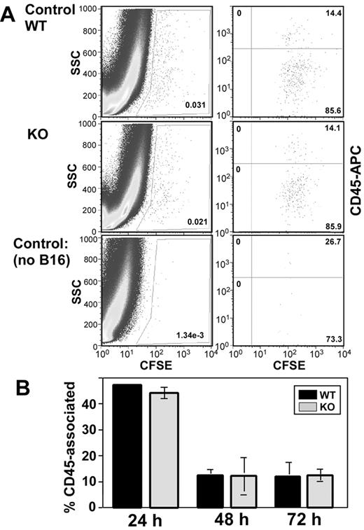 Figure 4. B16F10 cells associated with leukocytes in lungs. B16F10 cells labeled with CFSE were injected into mouse tail veins. (A) After 48 hours, lungs were digested and analyzed for presence of CFSE-B16F10 as in Figure 2D (left panels). In addition, CFSE+ cells (gated as in left panels) were stained with CD45-allophycocyanin (anti-CD45 monoclonal antibody conjugated with allophycocyanin; right panels). Note that CFSE+ cells were essentially absent in the sample from a control mouse with no B16F10 injection (bottom panels). (B) CFSE+ cells from digested lung cell preparations were analyzed to determine the percentage of CD45-associated cells (as in panel A). Error bars indicate means ± SEM. WT indicates wild-type; KO, knockout.