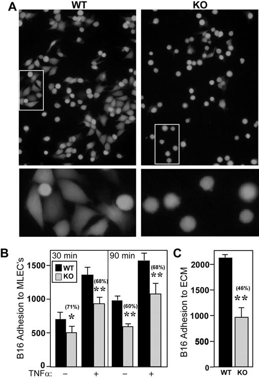 Figure 5. CD151 deletion from endothelial cells affects B16F10 adhesion. (A) Fluorescently labeled B16F10 cells were allowed to adhere to monolayers of wild-type (WT) and CD151-null (KO) MLECs. Representative photos after 90 minutes are shown. White boxes (top panels) are shown at higher magnification in the lower panels. (B) B16F10 adhesion was quantitated after 30 and 90 minutes with or without TNF-α (50 ng/mL; n = 4). *P < .05; **P < .005. Note that monolayer integrity for CD151-null and wild-type MLEC cells was essentially identical, as evidenced by (1) similar morphology, adhesion, spreading, and migration on gelatin22; (2) similar FITC-dextran permeability through monolayers (supplemental Figure 8C-D); and (3) similar electrical resistance, as measured using an electric cell-substrate impedance sensing device (data not shown). (C) Endothelial cell monolayers were removed, and then B16F10 was allowed to adhere for 30 minutes to ECM that had been deposited by either wild-type or CD151-null endothelial cells (n = 4). **P < .0005. Data are representative of 3 independent experiments with similar results. Error bars indicate means ± SEM.