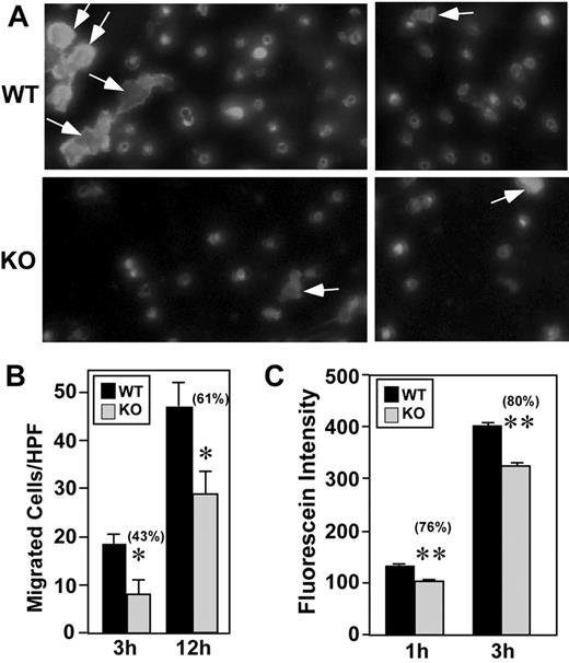 Figure 6. CD151 deletion from endothelial cells affects B16F10 transendothelial migration. (A) Fluorescently labeled B16F10 melanoma cells migrated (12 hours) through wild-type (WT) and knockout (KO) endothelial cell monolayers. Representative photos (2 for each condition) are shown. All fluorescent cells shown had already transmigrated and emerged through the porous filter. Some of these cells, indicated by arrows, had also undergone substantial spreading. (B) After transendothelial migration (for 3 or 12 hours), labeled B16F10 cells were counted using a fluorescent microscope (n = 4). *P < .05. (C) After the addition of B16F10 melanoma cells, dextran-FITC permeability through MLEC monolayers was determined (n = 4). **P < .005. Data are representative of 3 independent experiments. Error bars indicate means ± SEM.