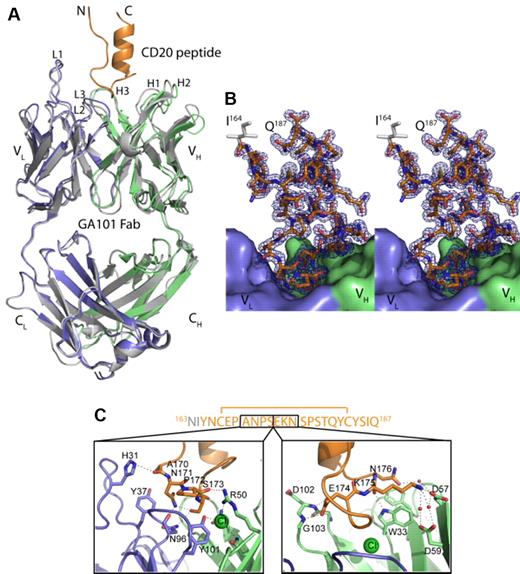 Figure 3. Crystal structure of the GA101-CD20 epitope peptide complex. (A) Overall structure of the complex as a ribbon model. The GA101 Fab is shown with the light chain in blue, the heavy chain in green, and the CD20 epitope peptide in orange. The superimposed GA101 Fab alone showed only minor structural changes and is colored in gray. (B) Stereo view of the final 2FO-FC electron density map for the bound CD20 epitope peptide countered at 1σ. The ordered part of the peptide comprising residues 163-187 is shown as color-coded stick model and the Fab fragment as surface representation. (C) Detailed view of the CDR of GA101 binding to the CD20 epitope peptide (sequence) showing the hydrogen bonds mediating the interaction. The left panel shows the interactions of residues 170ANPS173 and the right panel hydrogen network of residues 174EKN176. A bound chloride ion at the interface is depicted as a green sphere. Color coding of GA101 and CD20 is the same as in panel A.