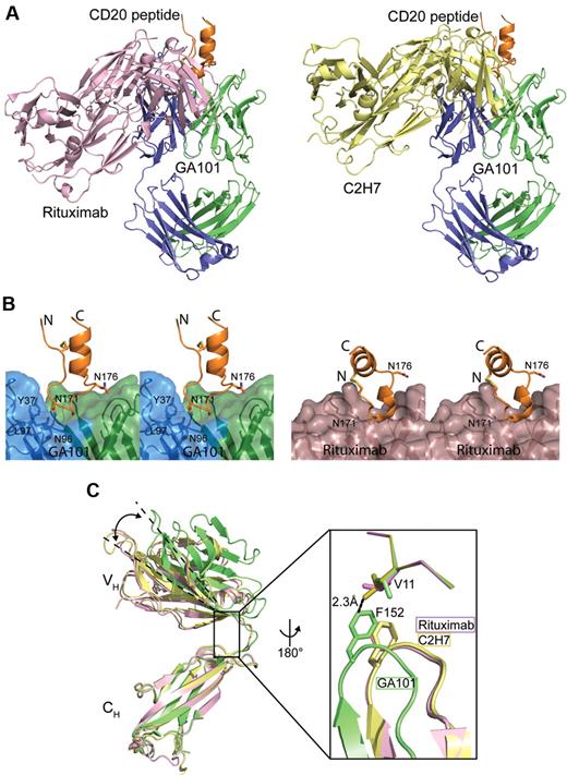 Figure 4. Comparison of the GA101-CD20 epitope-binding topology with other CD20 antibodies. (A) Superposition of CD20 epitope peptide bound rituximab (left) and C2H7 (right) onto the GA101 complex with respect to the peptide. In relation to both type I antibodies, GA101 was rotated 90° around the Fab middle axis and tilted ∼ 70° toward the carboxyl terminus of the epitope peptide. The GA101 Fab is shown with the light chain in blue, the heavy chain in green, and the CD20 epitope peptide in orange. The Fab fragment of rituximab is colored pink and that of C2H7 in yellow. (B) Stereo view of the position of the peptide residue N171 within the antigen-antibody interaction surface of GA101 (left) versus rituximab (right). In the epitope peptide complex with rituximab, the side chain of Asn176 made no contact with the antibody and therefore did not contribute to binding. In the crystal structure with GA101, the side chain of Asn176 extended toward a pocket formed by several residues (W33, F51, D57, and D59) of the heavy chain of GA101. Exchanging Asn176 to alanine substantially reduced the binding signal in Pepscan experiments and caused a small but reproducible impairment of GA101 binding on intact cells. (C) Superposition of the VH domains of GA101, rituximab, and C2H7 with respect to the constant region. Whereas rituximab and C2H7 had a similar elbow angle of ∼ 140°, GA101 had an elbow angle of 167°. Color coding is the same as in panel A.