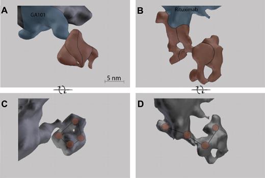 Figure 5. Tomograms of closed and open CD20 tetramers. Tomograms showing 1 example each of a closed (A and C) and open (B and D) conformation CD20 tetramer on Ramos RA1 cells. In the color-annotated tomograms (A and B), the parts of the tomogram representing the mAbs are shown in blue and the parts representing the CD20 multimers are shown in red. The approximate borders of individual CD20 entities within the tetramers are indicated by black lines. In the rotated views in panels C and D, the center of each CD20 molecule is marked with a red circle. Black lines connect the centers of the CD20 entities of a tetramer.