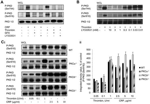 Figure 1. Agonist-induced PKD activation in platelets is dependent on classic PKC isoforms but independent of novel PKC isoforms. (A) Washed human platelets (2 × 108/mL) were incubated with GFX (10μM), LY333531 (10μM), or vehicle (DMSO) for 10 minutes and subsequently stimulated with CRP (5 μg/mL) or thrombin (1 unit/mL) for 1 minute. (B) Washed human platelets (2 × 108/mL) were incubated with various concentrations of LY333531 or vehicle (DMSO) for 10 minutes and subsequently stimulated with thrombin (1 unit/mL) for 1 minute under stirring conditions. Immunoblots were performed with P-PKD (Ser916), P-PKD (Ser744), or total PKD antibody. One representative experiment of 3 with identical results is shown. (C) Washed platelets (2 × 108/mL) from WT, PKCα−/−, PKCθ−/−, or PKCδ−/− mice, were incubated with various concentrations of CRP or thrombin for 1 minute. Immunoblots were performed with either P-PKD (Ser916) or total PKD antibody. One representative experiment (i) and densitometric analysis of 3 experiments (ii) are shown. For panel Cii, data shown are means ± SEM (n = 3).