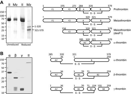 Figure 1. Products of prothrombin activation. (A) Sodium dodecyl sulfate-polyacrylamide gel showing recombinant prothrombin (II) and recombinant prothrombin with alanine substitutions for Arg155, Arg271, and Arg284 (Mz). The latter has been converted to the active protease Mz-IIa by incubating with ecarin. The numbers to the right of the gel indicate the amino acids contained in the 2 major fragments of Mz-IIa. The schematic diagram to the right shows conversion of prothrombin to α-thrombin, with the intermediates Mz-IIa and Mz-IIa(desF1), and are labeled using a numbering system for human prothrombin. (B) Nonreducing SDS-polyacrylamide gel showing preparations of α-IIa, β-IIa, and γ-IIa, relative to prothrombin (II). In the schematic diagram to the right, the proteases are labeled using separate numbering systems for the human α-IIa A1′ and B chains. For α-IIa, the corresponding numbers for the prothrombin numbering system (top) are shown for comparison. Gels in both panels were stained with Coomassie blue, and the positions of molecular mass standards in kilodaltons are shown to the left of the gels.