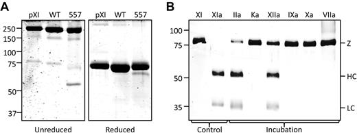 Figure 2. Recombinant FXI-Ala557. (A) Shown are nonreducing (left panel) and reducing (right panel) sodium dodecyl sulfate-polyacrylamide gels of human FXI from plasma (pXI), recombinant WT FXI, and FXI with an alanine substitution for Ser557. FXI is a disulfide-linked homodimer, which accounts for the decrease in apparent molecular mass on reduction. (B) Western blot of FXI-Ala557 (200nM) incubated for 1 hour with 50nM α-IIa (IIa), α-kallikrein (Ka), FXIIa (XIIa), FIXaβ (IXa), FXa (Xa), or FVIIa with tissue factor (VIIa). The position of the zymogen FXI band (Z) and the heavy chain (HC) and light chain (LC) of FXIa are shown at the right of the gel. Lanes labeled XI and XIa contain samples of purified FXI and FXIa, respectively. The blot was developed with a goat polyclonal anti–human FXI antibody. For both panels, positions of molecular mass standards in kilodaltons are shown to the left of the gels.