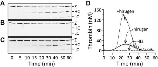 Figure 5. Effect of hirugen on FXI activation by α-IIa. (A-C) Western blots of FXI-Ala557 (60nM) incubated with 2nM α-IIa in the presence of 1 μg/mL dextran sulfate and (A) vehicle, (B) hirudin (12 units/mL), or (C) hirugen (10μM). The blot was developed with a goat polyclonal antihuman FXI antibody. Positions of zymogen FXI (Z) and the heavy chain (HC) and light chain (LC) of FXIa are shown to the right of the blots. (D) Thrombin generation assay. Thrombin generation was initiated in FXII-deficient plasma with vehicle (−IIa) or 10nM α-IIa in the absence (−hirugen) or presence (+hirugen) of 10μM hirugen. The volumes used here are twice as large as those in Figure 4.