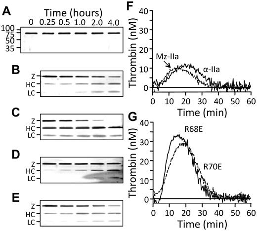 Figure 6. FXI activation by recombinant thrombins. (A-E) Western blot of FXI-Ala557 (100nM) incubated with (A) vehicle, or 25nM (B) α-IIa-WT, (C) rMz-IIa, (D) α-IIa-Glu68, or (E) α-IIa-Glu70 at 37°C. FXI was detected with a polyclonal goat antihuman FXI antibody. Positions of zymogen FXI (Z) and the heavy chain (HC) and light chain (LC) of FXIa are shown to the left of the blots. Incubation times in hours are indicated above panel A. (F-G) Thrombin generation initiated in FXII-deficient plasma by 10nM (F) α-IIa-WT or rMz-IIa, or (G) α-IIa-Glu68 and α-IIa-Glu70.