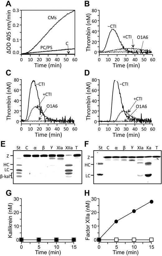 Figure 7. FXI activation in normal plasma. (A) Autoactivation of FXII in the presence of 50nM PC/PS vesicles, 50nM CMs, or vehicle control. Reactions were run as described in “Activation of FXII and PK.” (B-D) Thrombin generation in normal plasma depleted of CMs (“Thrombin generation assay”) initiated by 10nM (B) α-IIa, (C) β-IIa, or (D) γ-IIa in the presence or absence of 4μM CTI, or the presence of 300 μg/mL O1A6. (E-F) Western blots of (E) PK or (F) FXII (200nM) incubated with vehicle (C) or 25nM α-IIa (α), β-IIa (β), γ-IIa (γ), FXIa (XIa), FXIIa (XIIa), α-kallikrein (Ka), or 0.01nM trypsin (T). Blots were developed with goat polyclonal antibodies against the relevant protein. α-Kallikrein and FXIIa standards (St) are in the first lanes of each blot, with positions of zymogen PK and FXII (Z) and the heavy chain (HC) and light chain (LC) of α-kallikrein and FXIIa shown to the left of each blot. β-kal indicates bands representing the degradation product β-kallikrein. (G-H) Chromogenic substrate assays for activation of (G) PK or (H) FXII (200nM) by 25nM FXIa (●) or vehicle (□) at 37°C. α-Kallikrein or FXIIa generation was assessed by chromogenic substrate assay as described in “Activation of FXII and PK.”