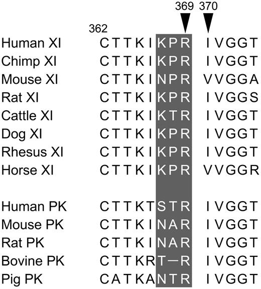 FXI and PK activation sites