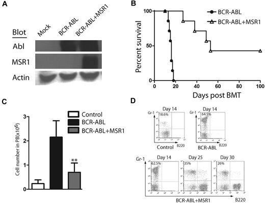 Figure 2. Msr1 over-expression causes a delay of CML development. (A) BCR-ABL and MSR1 were detected by protein blotting using antibodies against ABL and MSR1. MSR1 protein was detected in cells transfected with BCR-ABL-IRES-Msr1-pMSCV. (B) Kaplan-Meier survival curves for recipients of BCR-ABL-IRES-pMSCV–transduced bone marrow cells (n = 7) or BCR-ABL-IRES-Msr1-pMSCV–transduced bone marrow cells (n = 7) donor mice. FACS analysis showed that the total number (C) and percentage (D) of Gr-1+ cells in peripheral blood of recipients of BCR-ABL-IRES-pMSCV–transduced bone marrow cells or BCR-ABL-IRES-Msr1-pMSCV–transduced bone marrow cells (*P < .05, **P < .01). Recipient of pMSCV-GFP–transduced bone marrow cells was shown as a control.