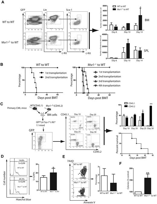 Figure 3. Msr1 deletion affects the function of LSCs. (A) Loss of Msr1 caused a significant increase in LSCs in bone marrow (*P < .05). Mean value (± SD) for each group is shown (*P < .05). (B) Kaplan-Meier survival curves for a serial transplantation of recipients of 1 × 106 bone marrow cells from mice receiving BCR-ABL–transduced WT (n = 5) or Msr1−/− (n = 5) donor bone marrow cells. (C) Bone marrow cells derived from CML mice induced by transplanting BCR-ABL–transduced WT (CD45.1) or Msr1−/− (CD45.2) donor bone marrow cells were isolated. 5 × 103 WT and Msr1−/− LSCs were sorted by FACS, mixed by 1:1 ratio, and transplanted into lethally irradiated secondary recipient mice. At days 10, 20, 25 and 30 after BMT, FACS analysis showed that the percentages of CD45.2+ cells were much higher than those of CD45.1+ cells. All these mice died of CML, presumably because of the development of CML from CD45.1+ cells. (D) At 14 days post transplantation, bone marrow cells were isolated from recipients of BCR-ABL–transduced bone marrow cells from WT or Msr1−/− donor mice. The cells were stained with Hoechst Blue, and the DNA content, represented by the percentages of LSC populations in the S+G2M phase of the cell cycle, was examined by FACS. Mean percentage for each cell population (n = 4) is shown (*P < .05). (E) At 14 days post transplantation, bone marrow cells were isolated from recipients of BCR-ABL–transduced bone marrow cells from WT or Msr1−/− donor mice. The cells were stained with 7AAD and annexin V, and the percentages of LSCs positive for 7AAD and annexin V, representing apoptotic cells, were determined by FACS. (F) LTC-IC assay was performed to compare the function of LSCs. GFP+ bone marrow cells were sorted from recipients of BCR-ABL–transduced from WT or Msr1−/− donor bone marrow cells. The cells were cultured for 5 weeks in the presence of stromal cells. Colony formation was assessed 2 weeks later.