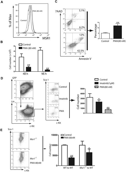 Figure 4. PMA inhibits proliferation and induces apoptosis of human CML cells. (A) FACS analysis showed that MSR1 protein was up-regulated in human leukemic cells treated with PMA for 48h compared with untreated cells. (B) PMA inhibits proliferation of human leukemic cells. K562 cells were treated with DMSO or PMA (80nM) for 48 and 96 hours, and live cells were counted (**P < .01). (C) PMA induces apoptosis of K562 cells. K562 cells were treated with DMSO or PMA (80nM) for 48 hours. Apoptotic cells (annexin V+/7AAD+) cells were analyzed by FACS (**P < .01). (D) PMA inhibits LSCs from CML mice in vitro. Bone marrow cells isolated from mice with CML induced by BCR-ABL-GFP were cultured (2 × 106 cells/6 cm plate) under stem cell conditions in the presence of DMSO, imatinib (1μM) or PMA (80nM) for 3 days, followed by FACS analysis of LSCs (*P < .05, **P < .01). (E) Bone marrow cells from recipients of BCR-ABL–transduced bone marrow cells from Msr1−/− donor mice were treated with PMA (80nM) for 3 days. The total number LSCs at the end of the culture were calculated based on FACS analysis and total cell counts.