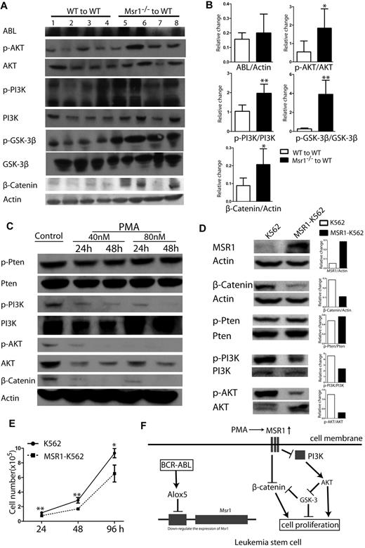 Figure 6. Msr1 affects CML development by regulating PI3K-AKT-GSK-3β pathway and β-Catenin. (A) Msr1 regulates signaling pathways involved in the regulation of LSC functions. Spleens of recipients of BCR-ABL–transduced WT or Msr1−/− donor bone marrow cells (n = 4) at 14 days after transplantation were collected and protein lysates were prepared for expression of a group of signaling molecules. Loss of Msr1 markedly activated the PI3K-AKT pathway and increased expression of β-Catenin. (B) Quantification of relative protein expression levels in spleens of recipients of BCR-ABL-transduced WT or Msr1−/− donor bone marrow cells. Mean value (± SD) for each group (n = 4) is shown (P < .05, **P < .01). (C) PMA inhibits PI3K-AKT signaling pathways and β-Catenin expression in human CML cells. K562 cells were treated with PMA, and protein lysates were collected for expression of a group of signaling molecules. PMA markedly inhibits activity of PI3K-AKT and reduced expression of β-Catenin. (D) Over-expression of Msr1 inhibits the PI3K-AKT signaling pathways and reduces β-Catenin expression in human CML cells. Protein lysates from K562 transduced with pMSCV-Msr1-GFP or pMSCV-GFP retrovirus were analyzed by Western blotting for expression of a group of signaling molecules indicated. (E) Msr1 suppresses the proliferation of human leukemic cells. The same number of K562 cells transduced with pMSCV-GFP or pMSCV-Msr1-GFP was cultured in 24-well plates. Live cells were counted at 24h, 48h and 96h (*P < .05, **P < .01). (F) A summary of Msr1 pathway in LSCs of CML.